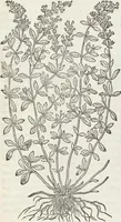 An illustration from Petri Andreae Matthioli Medici Senensis Commentarii, In Libros Sex Pedacii Dioscoridis Anazarbei, De Medica Materia: Adiectis quàm plurimis plantarum & animalium imaginibus, eodem authore (1554)