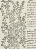 An illustration from Petri Andreae Matthioli Medici Senensis Commentarii, In Libros Sex Pedacii Dioscoridis Anazarbei, De Medica Materia: Adiectis quàm plurimis plantarum & animalium imaginibus, eodem authore (1554)