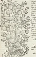 Picture 199 of 392 from Petri Andreae Matthioli Medici Senensis Commentarii, In Libros Sex Pedacii Dioscoridis Anazarbei, De Medica Materia: Adiectis quàm plurimis plantarum & animalium imaginibus, eodem authore (1554), leaf 391