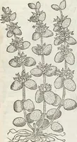 An illustration from Petri Andreae Matthioli Medici Senensis Commentarii, In Libros Sex Pedacii Dioscoridis Anazarbei, De Medica Materia: Adiectis quàm plurimis plantarum & animalium imaginibus, eodem authore (1554)