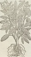 An illustration from Petri Andreae Matthioli Medici Senensis Commentarii, In Libros Sex Pedacii Dioscoridis Anazarbei, De Medica Materia: Adiectis quàm plurimis plantarum & animalium imaginibus, eodem authore (1554)