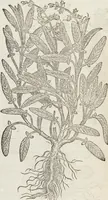 An illustration from Petri Andreae Matthioli Medici Senensis Commentarii, In Libros Sex Pedacii Dioscoridis Anazarbei, De Medica Materia: Adiectis quàm plurimis plantarum & animalium imaginibus, eodem authore (1554)