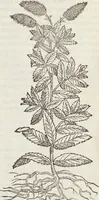 An illustration from Petri Andreae Matthioli Medici Senensis Commentarii, In Libros Sex Pedacii Dioscoridis Anazarbei, De Medica Materia: Adiectis quàm plurimis plantarum & animalium imaginibus, eodem authore (1554)