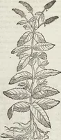 An illustration from Petri Andreae Matthioli Medici Senensis Commentarii, In Libros Sex Pedacii Dioscoridis Anazarbei, De Medica Materia: Adiectis quàm plurimis plantarum & animalium imaginibus, eodem authore (1554)