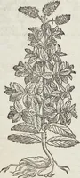 An illustration from Petri Andreae Matthioli Medici Senensis Commentarii, In Libros Sex Pedacii Dioscoridis Anazarbei, De Medica Materia: Adiectis quàm plurimis plantarum & animalium imaginibus, eodem authore (1554)