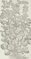 An illustration from Petri Andreae Matthioli Medici Senensis Commentarii, In Libros Sex Pedacii Dioscoridis Anazarbei, De Medica Materia: Adiectis quàm plurimis plantarum & animalium imaginibus, eodem authore (1554)