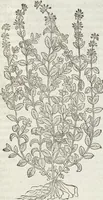 Picture 207 of 392 from Petri Andreae Matthioli Medici Senensis Commentarii, In Libros Sex Pedacii Dioscoridis Anazarbei, De Medica Materia: Adiectis quàm plurimis plantarum & animalium imaginibus, eodem authore (1554), leaf 395