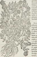 An illustration from Petri Andreae Matthioli Medici Senensis Commentarii, In Libros Sex Pedacii Dioscoridis Anazarbei, De Medica Materia: Adiectis quàm plurimis plantarum & animalium imaginibus, eodem authore (1554)