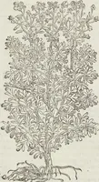 Picture 209 of 392 from Petri Andreae Matthioli Medici Senensis Commentarii, In Libros Sex Pedacii Dioscoridis Anazarbei, De Medica Materia: Adiectis quàm plurimis plantarum & animalium imaginibus, eodem authore (1554), leaf 402