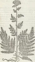 An illustration from Petri Andreae Matthioli Medici Senensis Commentarii, In Libros Sex Pedacii Dioscoridis Anazarbei, De Medica Materia: Adiectis quàm plurimis plantarum & animalium imaginibus, eodem authore (1554)