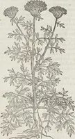 An illustration from Petri Andreae Matthioli Medici Senensis Commentarii, In Libros Sex Pedacii Dioscoridis Anazarbei, De Medica Materia: Adiectis quàm plurimis plantarum & animalium imaginibus, eodem authore (1554)
