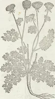 Picture 212 of 392 from Petri Andreae Matthioli Medici Senensis Commentarii, In Libros Sex Pedacii Dioscoridis Anazarbei, De Medica Materia: Adiectis quàm plurimis plantarum & animalium imaginibus, eodem authore (1554), leaf 407