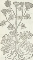 An illustration from Petri Andreae Matthioli Medici Senensis Commentarii, In Libros Sex Pedacii Dioscoridis Anazarbei, De Medica Materia: Adiectis quàm plurimis plantarum & animalium imaginibus, eodem authore (1554)