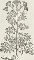 Picture 214 of 392 from Petri Andreae Matthioli Medici Senensis Commentarii, In Libros Sex Pedacii Dioscoridis Anazarbei, De Medica Materia: Adiectis quàm plurimis plantarum & animalium imaginibus, eodem authore (1554), leaf 408