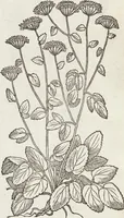 An illustration from Petri Andreae Matthioli Medici Senensis Commentarii, In Libros Sex Pedacii Dioscoridis Anazarbei, De Medica Materia: Adiectis quàm plurimis plantarum & animalium imaginibus, eodem authore (1554)
