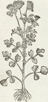 Picture 216 of 392 from Petri Andreae Matthioli Medici Senensis Commentarii, In Libros Sex Pedacii Dioscoridis Anazarbei, De Medica Materia: Adiectis quàm plurimis plantarum & animalium imaginibus, eodem authore (1554), leaf 409