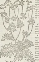 Picture 217 of 392 from Petri Andreae Matthioli Medici Senensis Commentarii, In Libros Sex Pedacii Dioscoridis Anazarbei, De Medica Materia: Adiectis quàm plurimis plantarum & animalium imaginibus, eodem authore (1554), leaf 410