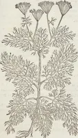 An illustration from Petri Andreae Matthioli Medici Senensis Commentarii, In Libros Sex Pedacii Dioscoridis Anazarbei, De Medica Materia: Adiectis quàm plurimis plantarum & animalium imaginibus, eodem authore (1554)