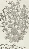 An illustration from Petri Andreae Matthioli Medici Senensis Commentarii, In Libros Sex Pedacii Dioscoridis Anazarbei, De Medica Materia: Adiectis quàm plurimis plantarum & animalium imaginibus, eodem authore (1554)