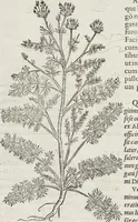 An illustration from Petri Andreae Matthioli Medici Senensis Commentarii, In Libros Sex Pedacii Dioscoridis Anazarbei, De Medica Materia: Adiectis quàm plurimis plantarum & animalium imaginibus, eodem authore (1554)