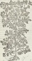 An illustration from Petri Andreae Matthioli Medici Senensis Commentarii, In Libros Sex Pedacii Dioscoridis Anazarbei, De Medica Materia: Adiectis quàm plurimis plantarum & animalium imaginibus, eodem authore (1554)