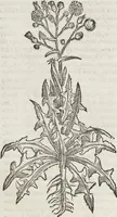 An illustration from Petri Andreae Matthioli Medici Senensis Commentarii, In Libros Sex Pedacii Dioscoridis Anazarbei, De Medica Materia: Adiectis quàm plurimis plantarum & animalium imaginibus, eodem authore (1554)