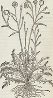 An illustration from Petri Andreae Matthioli Medici Senensis Commentarii, In Libros Sex Pedacii Dioscoridis Anazarbei, De Medica Materia: Adiectis quàm plurimis plantarum & animalium imaginibus, eodem authore (1554)