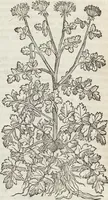 Picture 224 of 392 from Petri Andreae Matthioli Medici Senensis Commentarii, In Libros Sex Pedacii Dioscoridis Anazarbei, De Medica Materia: Adiectis quàm plurimis plantarum & animalium imaginibus, eodem authore (1554), leaf 416