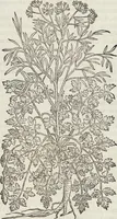 An illustration from Petri Andreae Matthioli Medici Senensis Commentarii, In Libros Sex Pedacii Dioscoridis Anazarbei, De Medica Materia: Adiectis quàm plurimis plantarum & animalium imaginibus, eodem authore (1554)