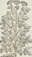 Picture 226 of 392 from Petri Andreae Matthioli Medici Senensis Commentarii, In Libros Sex Pedacii Dioscoridis Anazarbei, De Medica Materia: Adiectis quàm plurimis plantarum & animalium imaginibus, eodem authore (1554), leaf 416