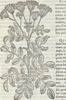 An illustration from Petri Andreae Matthioli Medici Senensis Commentarii, In Libros Sex Pedacii Dioscoridis Anazarbei, De Medica Materia: Adiectis quàm plurimis plantarum & animalium imaginibus, eodem authore (1554)