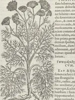 An illustration from Petri Andreae Matthioli Medici Senensis Commentarii, In Libros Sex Pedacii Dioscoridis Anazarbei, De Medica Materia: Adiectis quàm plurimis plantarum & animalium imaginibus, eodem authore (1554)