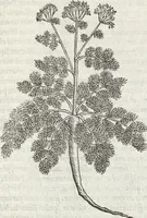 An illustration from Petri Andreae Matthioli Medici Senensis Commentarii, In Libros Sex Pedacii Dioscoridis Anazarbei, De Medica Materia: Adiectis quàm plurimis plantarum & animalium imaginibus, eodem authore (1554)
