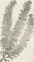 Picture 230 of 392 from Petri Andreae Matthioli Medici Senensis Commentarii, In Libros Sex Pedacii Dioscoridis Anazarbei, De Medica Materia: Adiectis quàm plurimis plantarum & animalium imaginibus, eodem authore (1554), leaf 424