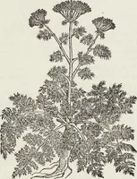 Picture 231 of 392 from Petri Andreae Matthioli Medici Senensis Commentarii, In Libros Sex Pedacii Dioscoridis Anazarbei, De Medica Materia: Adiectis quàm plurimis plantarum & animalium imaginibus, eodem authore (1554), leaf 424