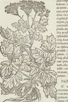 An illustration from Petri Andreae Matthioli Medici Senensis Commentarii, In Libros Sex Pedacii Dioscoridis Anazarbei, De Medica Materia: Adiectis quàm plurimis plantarum & animalium imaginibus, eodem authore (1554)