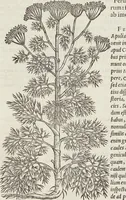 An illustration from Petri Andreae Matthioli Medici Senensis Commentarii, In Libros Sex Pedacii Dioscoridis Anazarbei, De Medica Materia: Adiectis quàm plurimis plantarum & animalium imaginibus, eodem authore (1554)