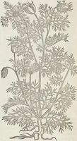 An illustration from Petri Andreae Matthioli Medici Senensis Commentarii, In Libros Sex Pedacii Dioscoridis Anazarbei, De Medica Materia: Adiectis quàm plurimis plantarum & animalium imaginibus, eodem authore (1554)
