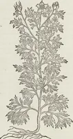 An illustration from Petri Andreae Matthioli Medici Senensis Commentarii, In Libros Sex Pedacii Dioscoridis Anazarbei, De Medica Materia: Adiectis quàm plurimis plantarum & animalium imaginibus, eodem authore (1554)