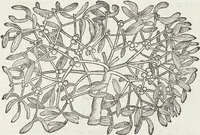 Picture 236 of 392 from Petri Andreae Matthioli Medici Senensis Commentarii, In Libros Sex Pedacii Dioscoridis Anazarbei, De Medica Materia: Adiectis quàm plurimis plantarum & animalium imaginibus, eodem authore (1554), leaf 435