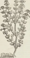 Picture 237 of 392 from Petri Andreae Matthioli Medici Senensis Commentarii, In Libros Sex Pedacii Dioscoridis Anazarbei, De Medica Materia: Adiectis quàm plurimis plantarum & animalium imaginibus, eodem authore (1554), leaf 440