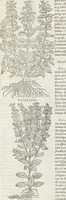 An illustration from Petri Andreae Matthioli Medici Senensis Commentarii, In Libros Sex Pedacii Dioscoridis Anazarbei, De Medica Materia: Adiectis quàm plurimis plantarum & animalium imaginibus, eodem authore (1554)