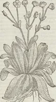 An illustration from Petri Andreae Matthioli Medici Senensis Commentarii, In Libros Sex Pedacii Dioscoridis Anazarbei, De Medica Materia: Adiectis quàm plurimis plantarum & animalium imaginibus, eodem authore (1554)