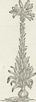 Picture 240 of 392 from Petri Andreae Matthioli Medici Senensis Commentarii, In Libros Sex Pedacii Dioscoridis Anazarbei, De Medica Materia: Adiectis quàm plurimis plantarum & animalium imaginibus, eodem authore (1554), leaf 443