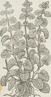 Picture 241 of 392 from Petri Andreae Matthioli Medici Senensis Commentarii, In Libros Sex Pedacii Dioscoridis Anazarbei, De Medica Materia: Adiectis quàm plurimis plantarum & animalium imaginibus, eodem authore (1554), leaf 444