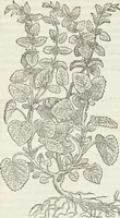 Picture 242 of 392 from Petri Andreae Matthioli Medici Senensis Commentarii, In Libros Sex Pedacii Dioscoridis Anazarbei, De Medica Materia: Adiectis quàm plurimis plantarum & animalium imaginibus, eodem authore (1554), leaf 445