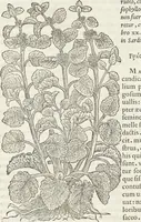 An illustration from Petri Andreae Matthioli Medici Senensis Commentarii, In Libros Sex Pedacii Dioscoridis Anazarbei, De Medica Materia: Adiectis quàm plurimis plantarum & animalium imaginibus, eodem authore (1554)