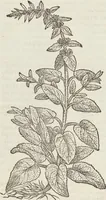 Picture 244 of 392 from Petri Andreae Matthioli Medici Senensis Commentarii, In Libros Sex Pedacii Dioscoridis Anazarbei, De Medica Materia: Adiectis quàm plurimis plantarum & animalium imaginibus, eodem authore (1554), leaf 446