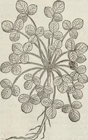 Picture 245 of 392 from Petri Andreae Matthioli Medici Senensis Commentarii, In Libros Sex Pedacii Dioscoridis Anazarbei, De Medica Materia: Adiectis quàm plurimis plantarum & animalium imaginibus, eodem authore (1554), leaf 448