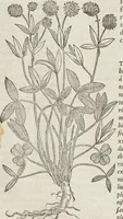 An illustration from Petri Andreae Matthioli Medici Senensis Commentarii, In Libros Sex Pedacii Dioscoridis Anazarbei, De Medica Materia: Adiectis quàm plurimis plantarum & animalium imaginibus, eodem authore (1554)
